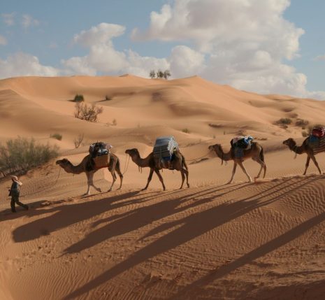 Méharée en Tunisie