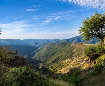 Paysage chemin de Stevenson avec de la végétation en premier plan et la montagne en fond