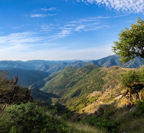 Paysage chemin de Stevenson avec de la végétation en premier plan et la montagne en fond