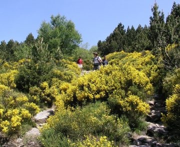 groupe de randonneurs sur un sentier de randonnée en liberté avec des arbres de part et d'autre