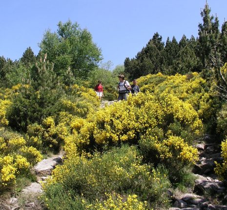 groupe de randonneurs sur un sentier de randonnée en liberté avec des arbres de part et d'autre