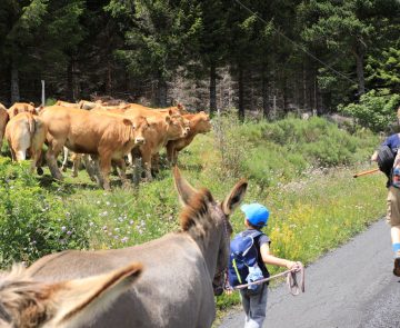 Enfant avançant avec un âne le long d'un champ.
