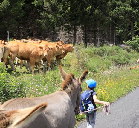 Enfant avançant avec un âne le long d'un champ.