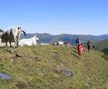 famille et vaches