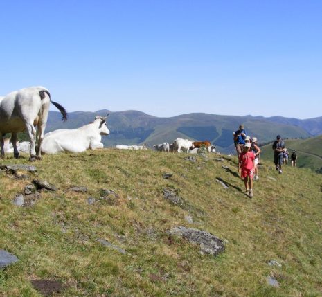 famille et vaches