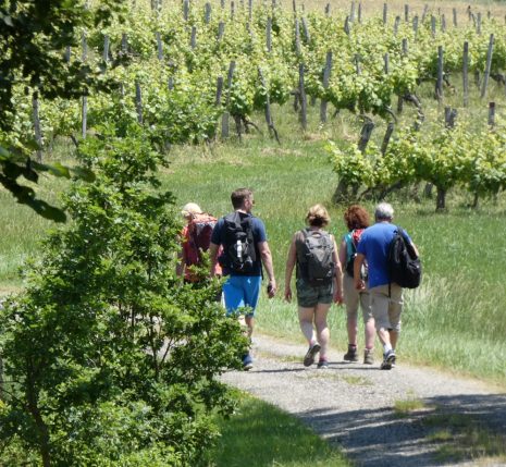 Groupe de randonneurs sur un sentier de randonnée dans le Gers à travers les cultures viticoles