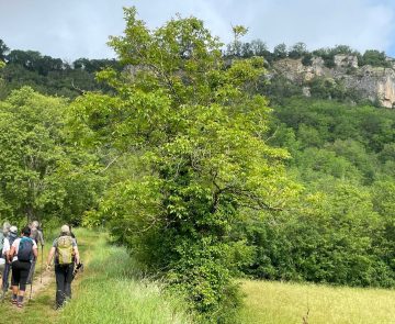 Groupe de randonneurs sur un sentier de randonnée avec des champs de part et d'autre et sur les hauteurs un village perché, caractéristique du lot