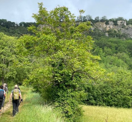 Groupe de randonneurs sur un sentier de randonnée avec des champs de part et d'autre et sur les hauteurs un village perché, caractéristique du lot