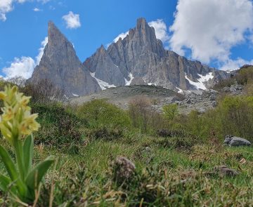 Paysage de montagne avec des sommets en fond et au premier plan des des fleurs de montagne ainsi qu'un champ