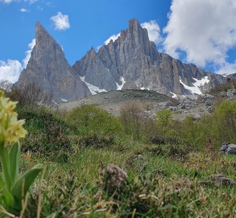 Paysage de montagne avec des sommets en fond et au premier plan des des fleurs de montagne ainsi qu'un champ