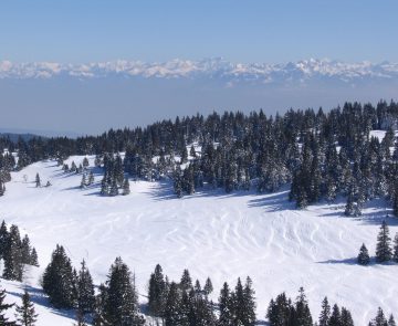 Paysage hivernal dans le Jura avec des arbres de part et d'autre