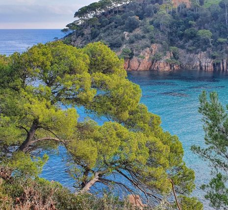 Paysage côtier en Costa Brava avec des falaises ainsi que des arbres