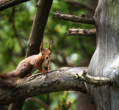 Photo d'un écureuil sur une branche d'un arbre dans une forêt, l'écureuil regarde directement l'objectif