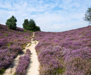 Paysage d'un sentier à travers un champ de bruyère avec un soleil estival