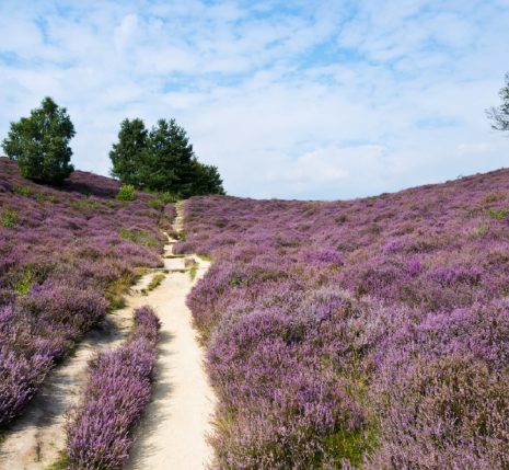 Paysage d'un sentier à travers un champ de bruyère avec un soleil estival