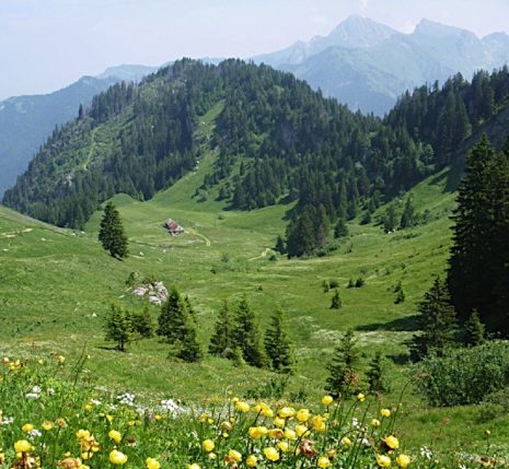 Paysage de montagne depuis un point en hauteur, vue sur le flanc de la montagne avec des fleurs et des arbres ainsi qu'une vallée en contrebas