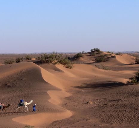 randonnee-accompagne-draa-maroc dunes du Maroc avec un groupe de dromadaires en contrebas des dunes
