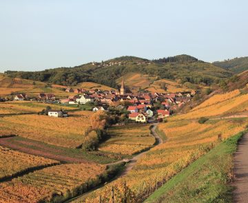 Paysage de la campagne alsacienne avec des champs de blé