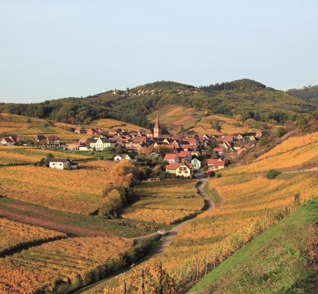 Paysage de la campagne alsacienne avec des champs de blé