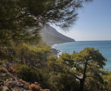 Paysage de randonnée en bord de mer avec des arbres, prise de vue depuis un sentier sur les hauteurs