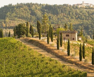 Paysage d'un domaine viticole en Italie avec des vignes sur la gauche de l'image, et des cyprès sur la droite qui encadrent la piste d'accès à la maison principale du domaine