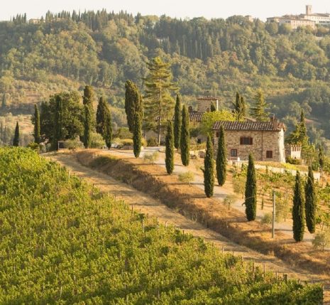 Paysage d'un domaine viticole en Italie avec des vignes sur la gauche de l'image, et des cyprès sur la droite qui encadrent la piste d'accès à la maison principale du domaine