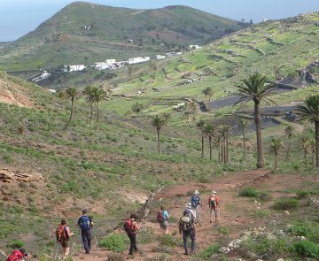 randonnee-lanzarote-graciosa groupe de randonneurs sur un sentier dans les caries, sentier de terre encadré de palmiers et de montagnes au loin