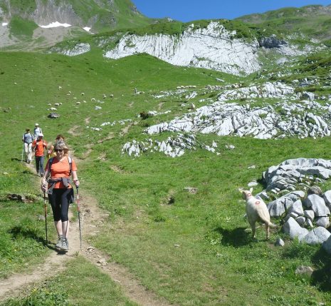 Groupe de randonneurs sur un sentier de randonnée en liberté lors de la traversée des Aravis