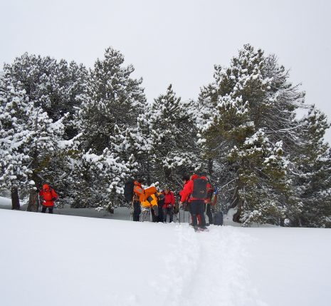 Groupe de randonneurs en raquette à travers la neige qui s'avancent vers une forêt