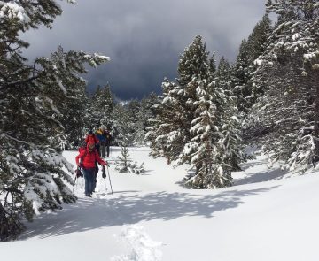 Groupe de marcheurs qui avancent dans la forêt enneigée en raquettes.