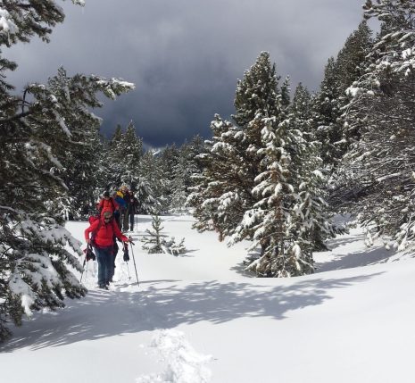 Groupe de marcheurs qui avancent dans la forêt enneigée en raquettes.