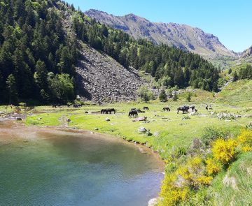 Paysage montagnard avec un lac au premier plan entouré de chevaux sauvages noirs et de fleurs, le tout surplombé par des sommets