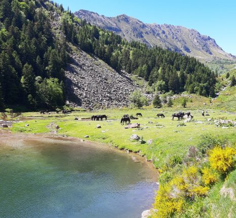 Paysage montagnard avec un lac au premier plan entouré de chevaux sauvages noirs et de fleurs, le tout surplombé par des sommets