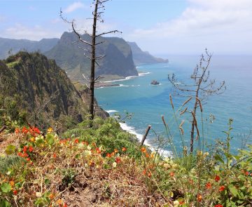 Paysage entre terre et océan avec sur la gauche les terres, sommets et les falaises ainsi que des fleurs typiques de l'île, et sur la droite