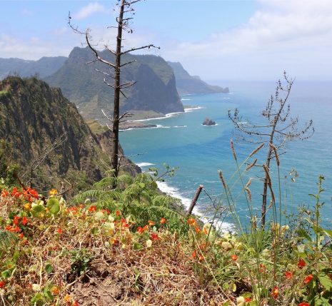 Paysage entre terre et océan avec sur la gauche les terres, sommets et les falaises ainsi que des fleurs typiques de l'île, et sur la droite