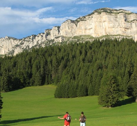 Groupe de randonneurs sur un sentier de randonnée avec en fond des arbres d'une forêt et des sommets en fond