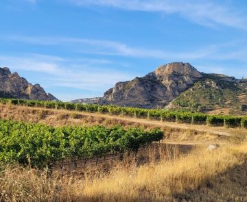 vignes de la rioja Vignes au milieu des falaises.