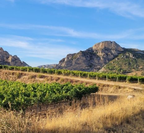 Vignes au milieu des falaises.
